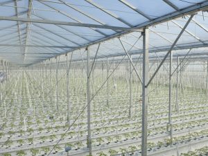 bcb-staalconstructie-duijvestijn-kas1
